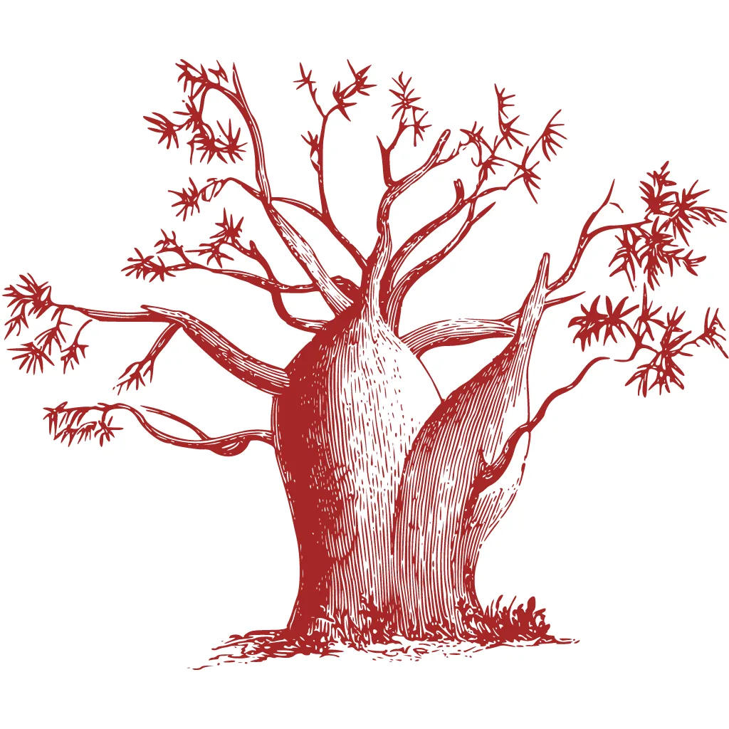 Africa photo — Un arbre majestueux au tronc large et noueux, avec des racines épaisses et des branches fines et élancées s'étendant vers le ciel, dess