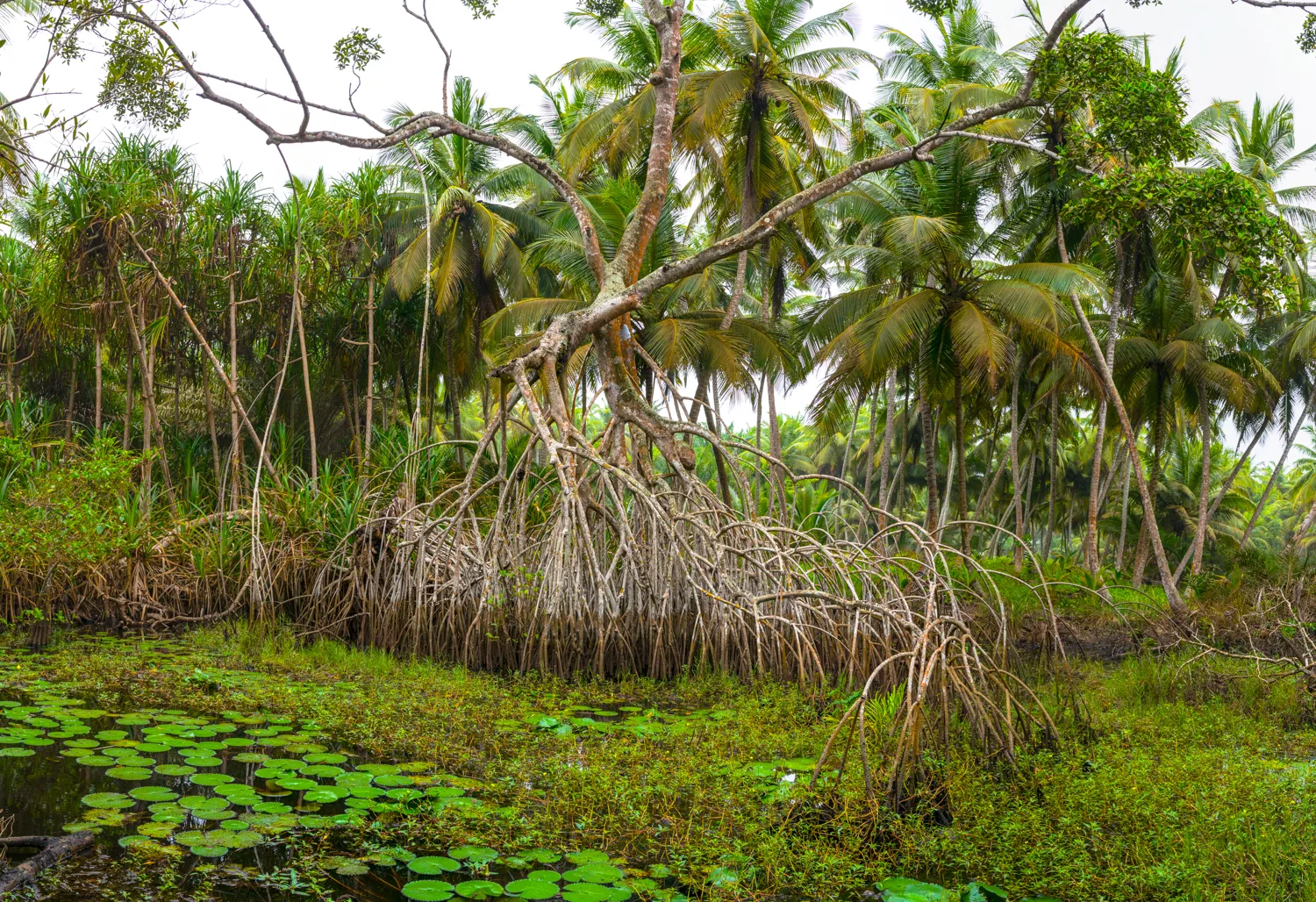 Africa photo — Une mangrove luxuriante où les racines aériennes s’étendent sur un sol marécageux, entourée de palmiers et de végétation dense, sous un