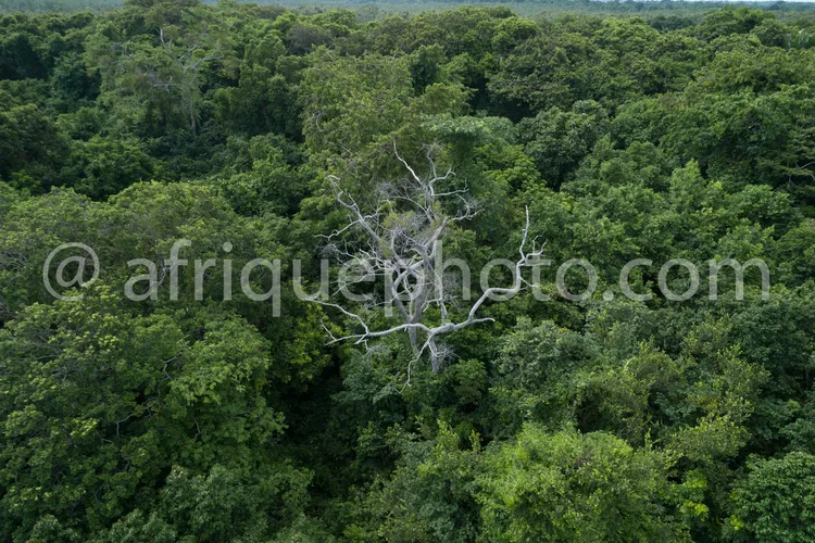 Africa photo — Un arbre sans feuilles, dont les branches nues se détachent clairement, se dresse au milieu d’une forêt tropicale dense et verdoyante,