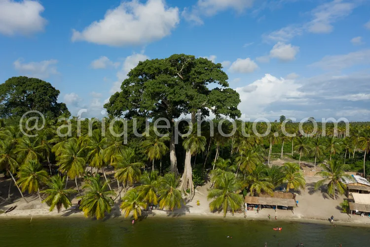 Africa photo — Vue aérienne d'une plage bordée de palmiers et d'un imposant arbre central, avec une eau calme et quelques personnes en bordure. Le cie