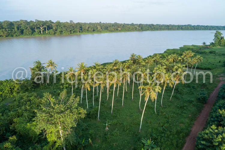 Africa photo — Une vue aérienne montrant une rangée de palmiers bien droits bordant une rivière calme, entourée d’une forêt dense et d’une végétation