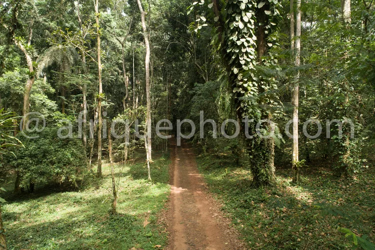 Africa photo — Un chemin de terre sinueux bordé de végétation dense, avec des arbres imposants et une lumière tamisée par le feuillage, invitant à une