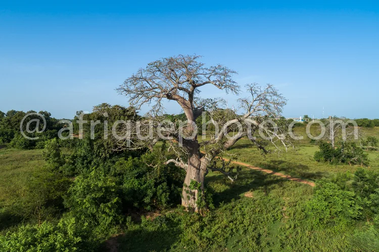 Africa photo — Un immense baobab aux branches torsadées domine une savane luxuriante sous un ciel bleu clair, avec des herbes hautes et des sentiers n