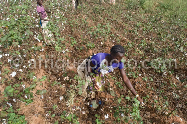 Africa photo — Deux femmes penchées dans un champ de coton, cueillant délicatement les capsules de coton blanc à la main, sous un soleil éclatant