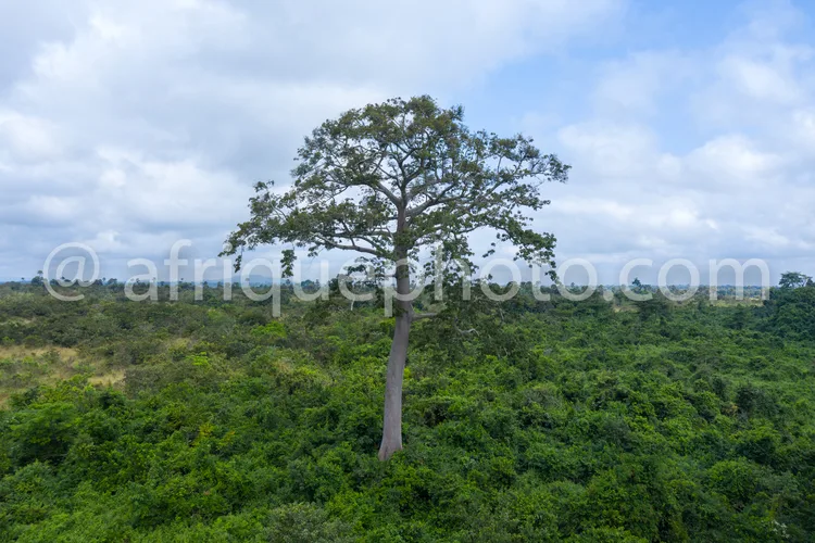 Africa photo — Un arbre solitaire au tronc clair et à la canopée étendue se dresse au centre d’une forêt dense et verdoyante, sous un ciel partielleme