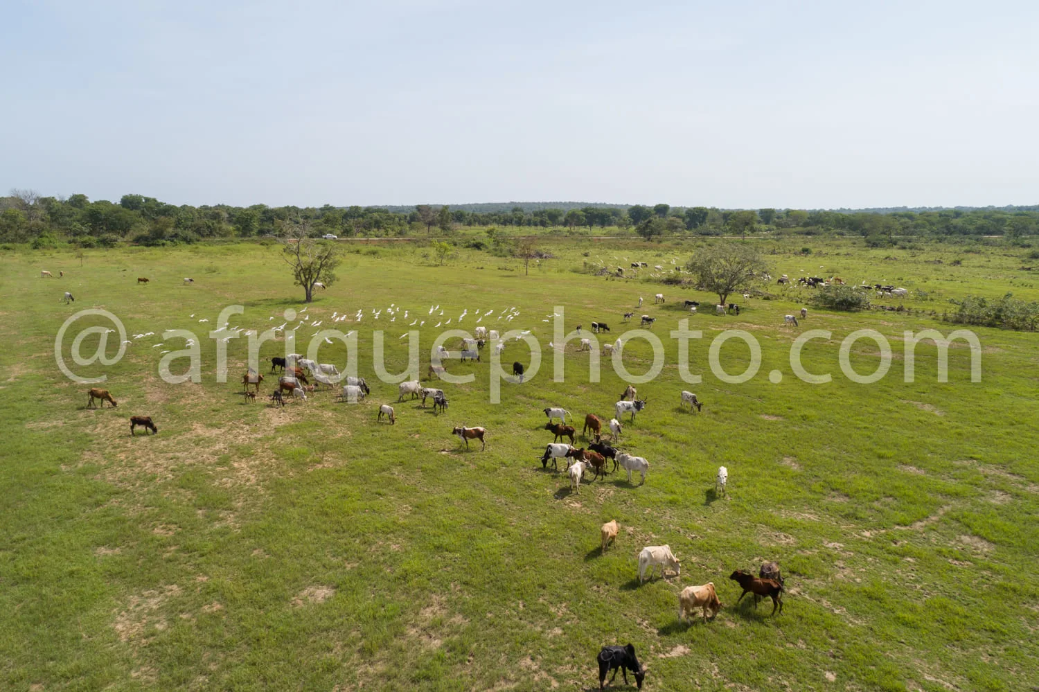 Africa photo — Une vue aérienne d’un vaste pâturage vert où paissent des bovins de différentes couleurs, dont certains sont blancs, bruns et noirs, ai