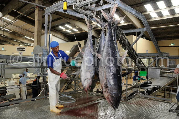 Africa photo — Un travailleur en tenue de protection bleue et blanche se tient près de trois gros thons suspendus par des crochets dans une usine de t