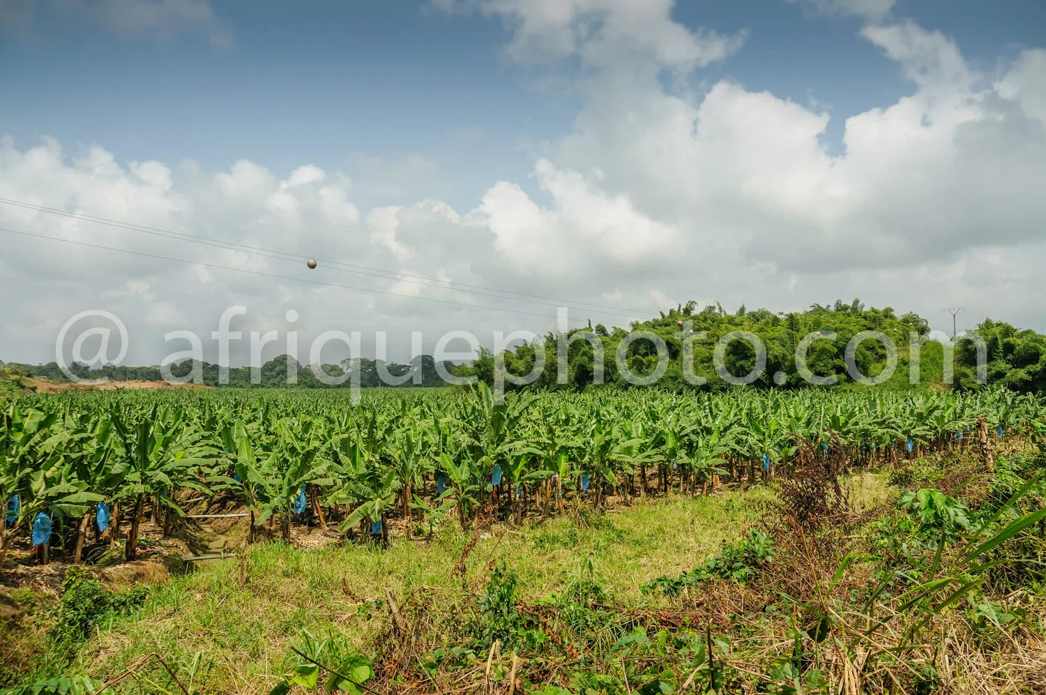 Africa photo — Une vaste plantation de bananiers bien verts s'étend sous un ciel bleu azur parsemé de nuages blancs, avec des lignes électriques en ar