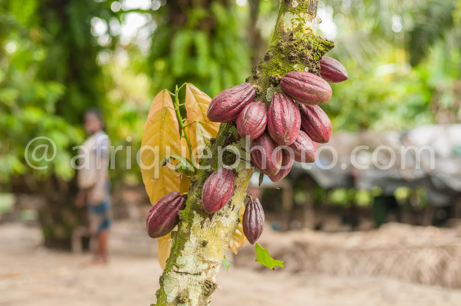 Africa photo — Gros plan sur une branche de cacaoyer portant plusieurs cabosses de cacao encore vertes et rouges, avec une feuille jaune fanée en arri