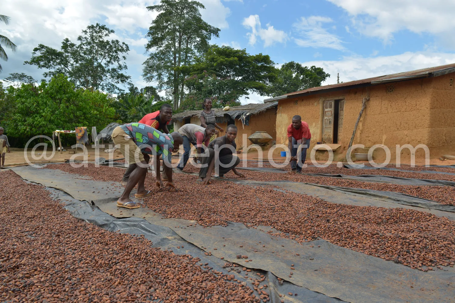 Africa photo — Quatre personnes enfilées manipulent des cacahuètes étalées sur des bâches noires au sol, sous un ciel dégagé, devant une maison en