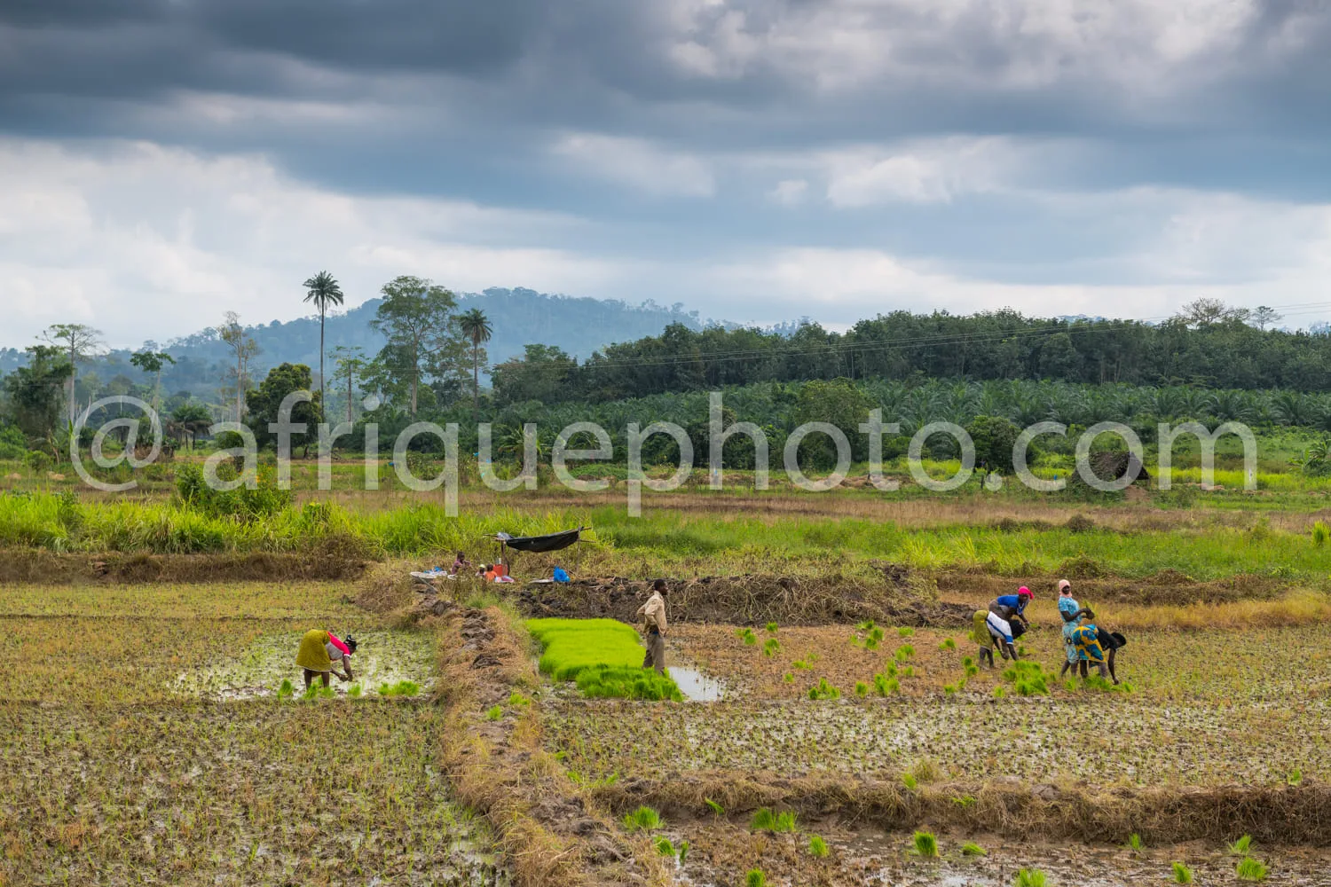 Africa photo — Quatre personnes travaillent dans un champ de riz partiellement inondé, sous un ciel couvert et entourées de végétation tropicale. Elle