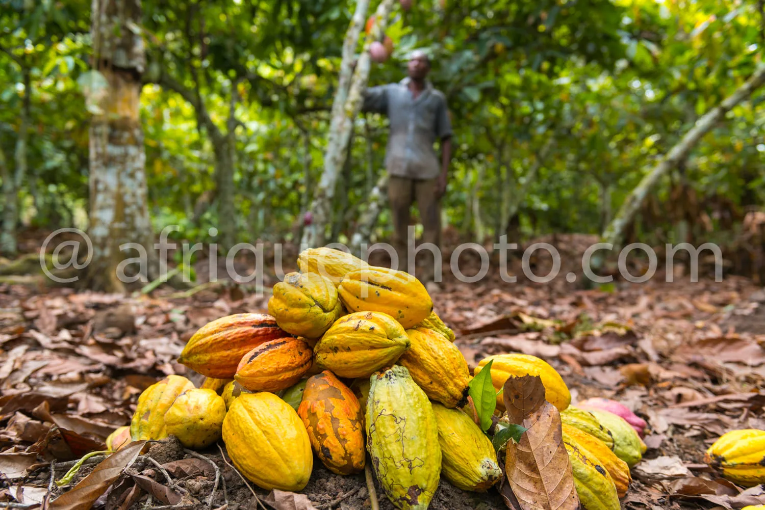 Africa photo — Une personne se tient dans une plantation luxuriante entourée d'arbres et de feuilles vertes. Au premier plan, un tas de cabosses de ca