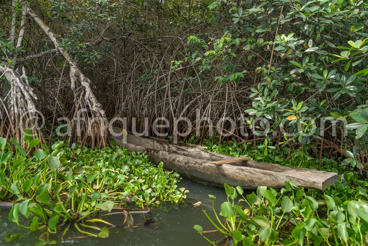 Africa photo — Une pirogue en bois reposant sur une eau calme entourée de végétation dense, avec des racines et des feuilles tropicales formant un cad
