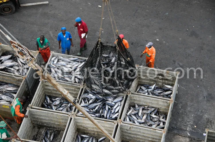 Africa photo — Six travailleurs en tenues colorées (bleu, rouge, orange) manipulent un grand filet rempli de poissons argentés, transférés dans des ca