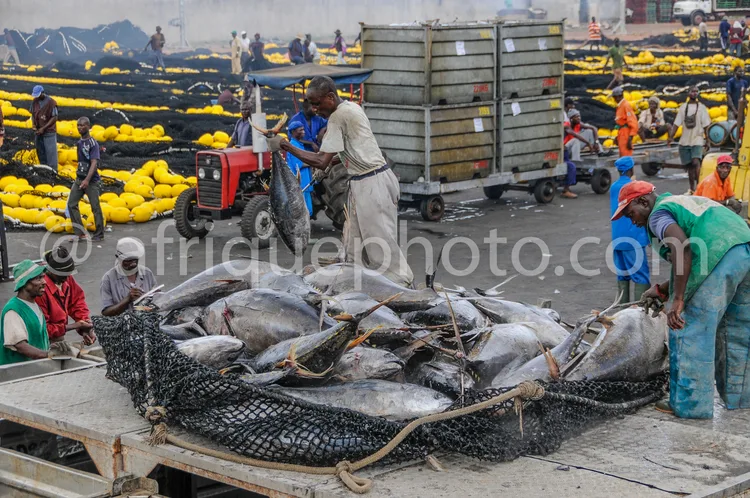 Africa photo — Un groupe de travailleurs manipule des filets remplis de gros poissons frais sur un camion, dans un marché halieutique bruyant où des s