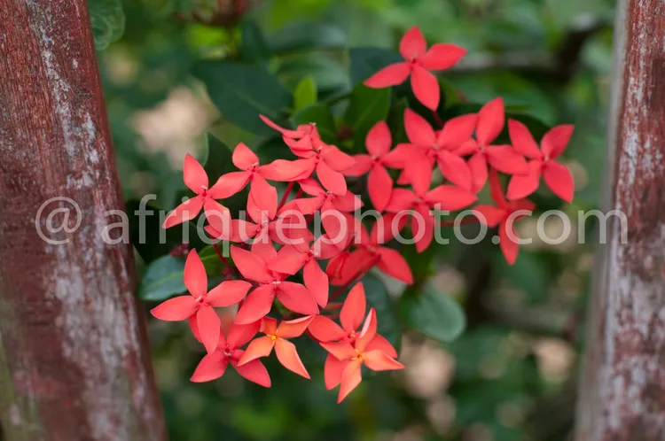 Africa photo — Gros plan sur un bouquet de fleurs de bougainvillier rouge vif, aux pétales en forme d'étoile, entourées de feuilles vertes et encadrée
