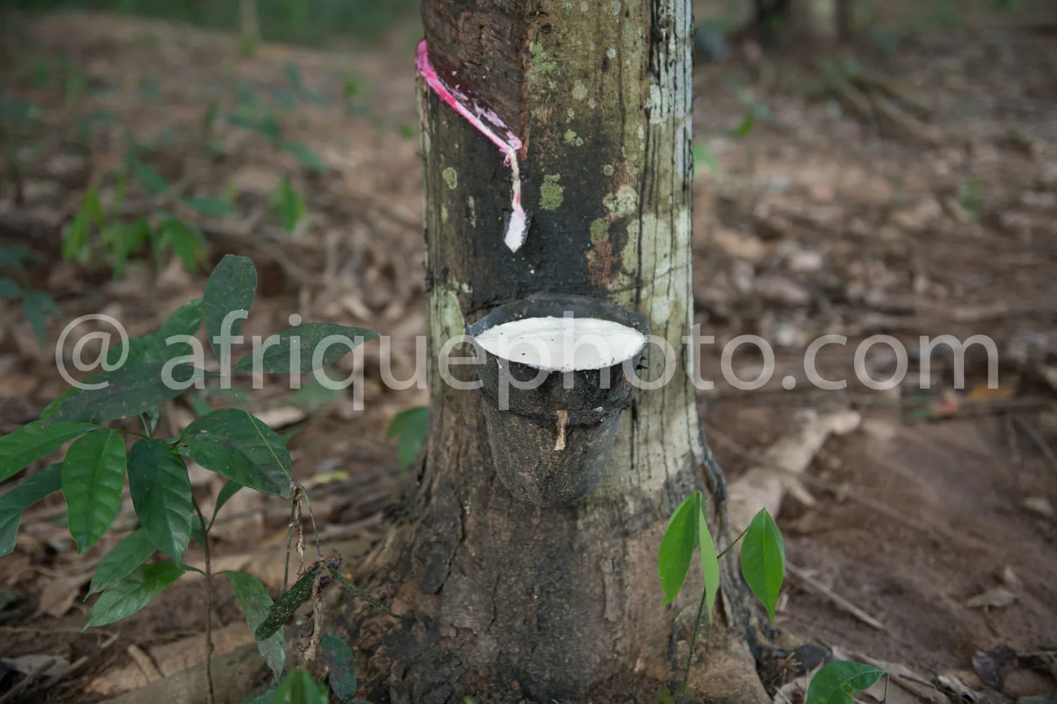 Africa photo — Un arbre de forêt avec un collecteur blanc en forme de coupelle fixé sur son écorce pour récupérer la sève de latex qui s’écoule lentem