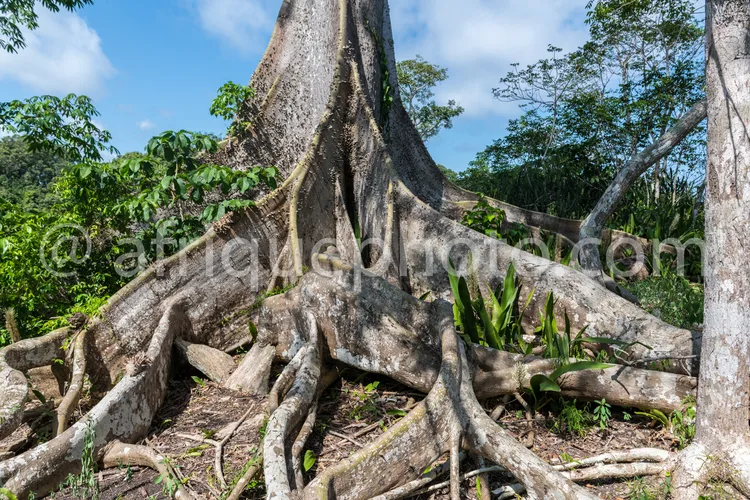 Africa photo — Un arbre imposant dont les racines épaisses et tortueuses s’étendent en surface, formant un réseau dense au-dessus du sol, entouré de v
