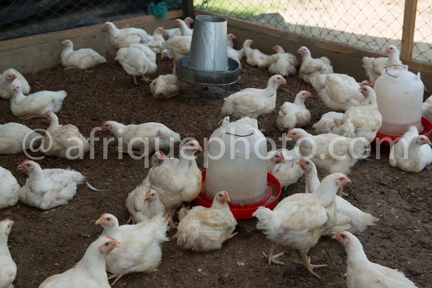 Africa photo — Groupe de jeunes poulets blancs se rassemblant autour de deux abreuvoirs en métal et plastique, situés dans un enclos couvert avec liti