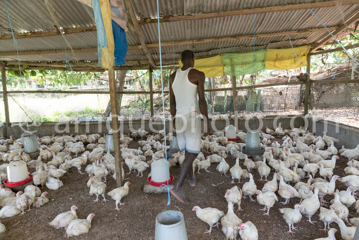 Africa photo — Un homme en tenue légère se tient dans un poulailler en bois couvert, entouré d’une centaine de jeunes poulets blancs qui picorent sur