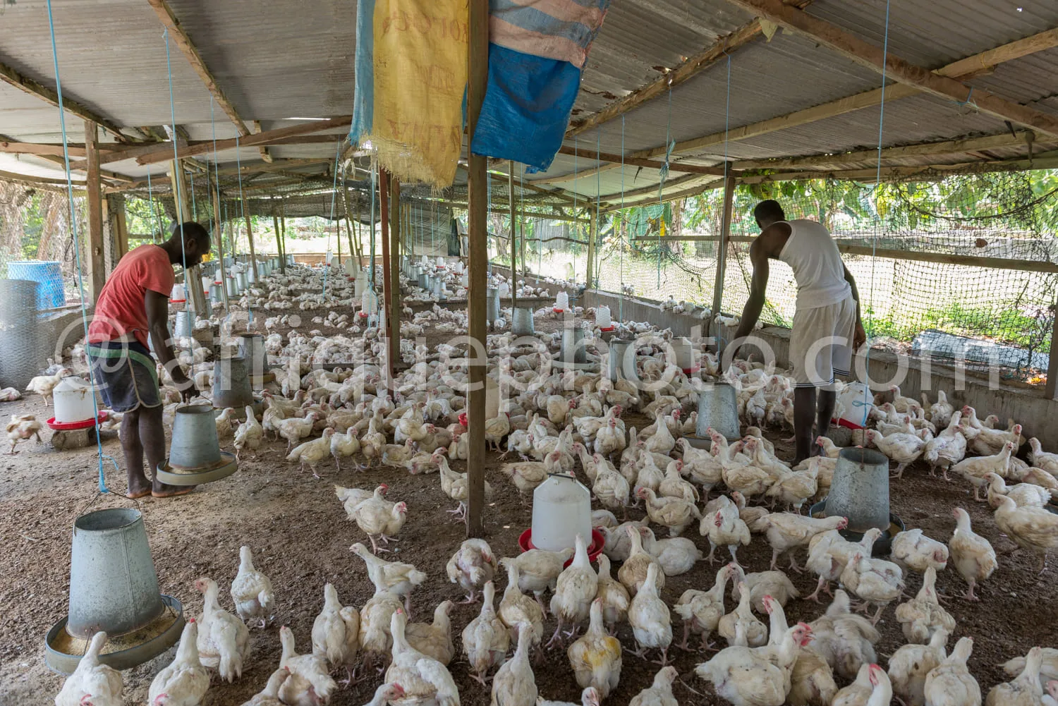 Africa photo — Deux éleveurs s’occupent d’un grand groupe de poulets dans un couvoir traditionnel en bois, avec des abreuvoirs et des mangeoires répar