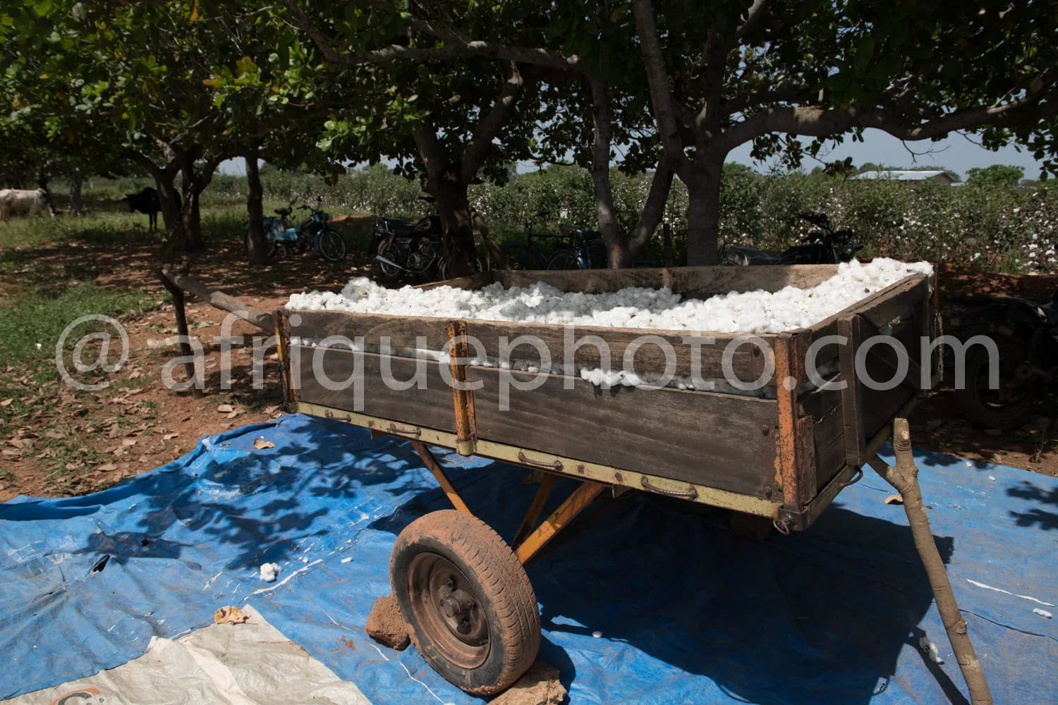 Africa photo — Une charrette en bois remplie de coton blanc en cours de séchage, posée sur une bâche bleue, entourée d’arbres et sous un ciel dégagé