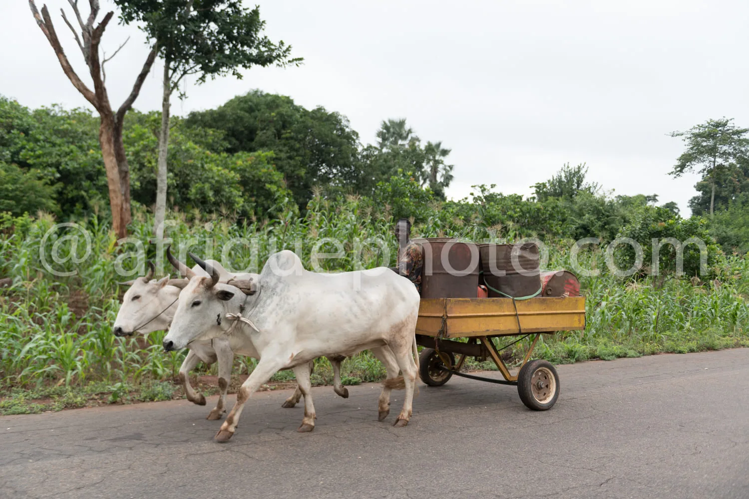 Africa photo — Deux bœufs blancs à cornes courbées avancent côte à côte sur une route goudronnée, tirant une charrette en bois remplie de sacs, entour