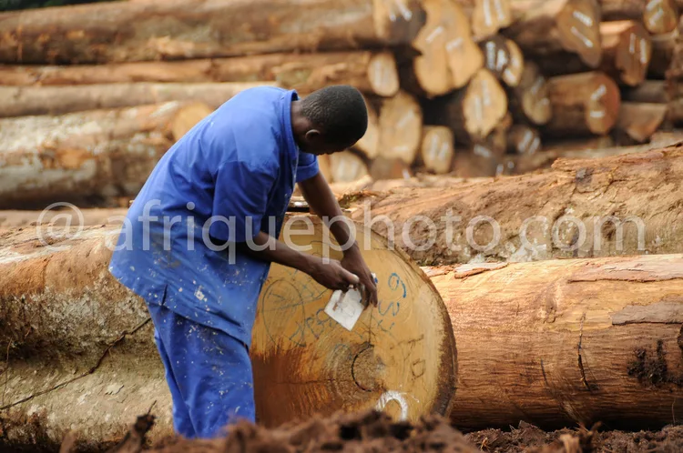 Africa photo — Un homme en bleu, penché sur un gros tronc de bois posé à terre, utilise un marqueur pour écrire un numéro. À l'arrière-plan, d'autres