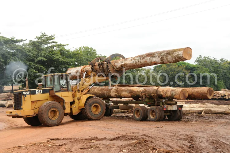 Africa photo — Un engin jaune de marque CAT, un chargeur sur pneus, transporte plusieurs grosses grumes de bois coupées sur une remorque à roues, dans