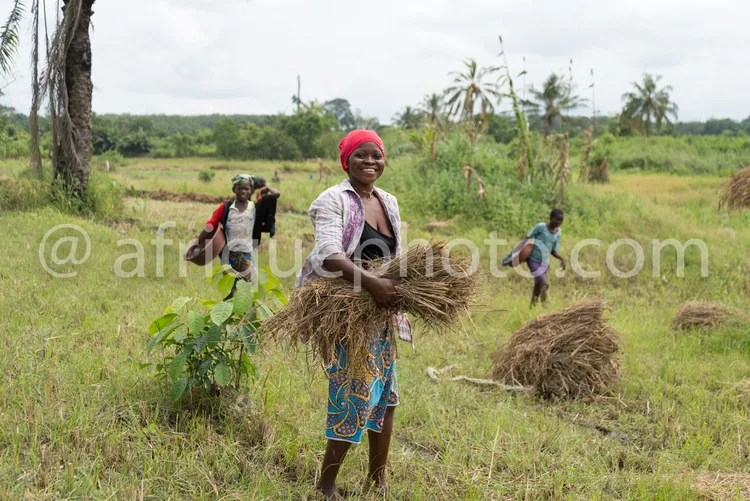 Africa photo — Une femme souriante, vêtue d’un chapeau rouge et d’une robe colorée, porte un grand faisceau de tiges de riz séché dans un champ verdoy