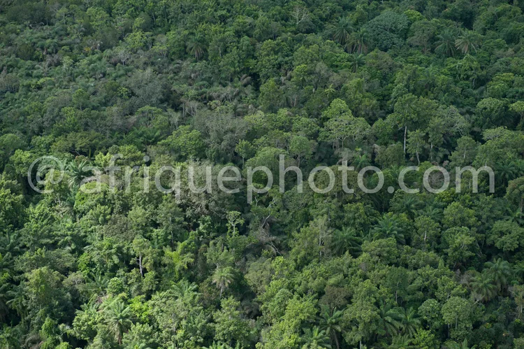 Africa photo — Vue aérienne d'une forêt tropicale très dense, composée d'une multitude d'arbres verts aux feuillages variés et d'une végétation luxuri