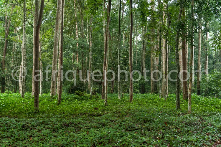 Africa photo — Une forêt tropicale dense où des arbres aux troncs lisses et droits s’élèvent vers un ciel voilé, entourés d’une végétation verte et to