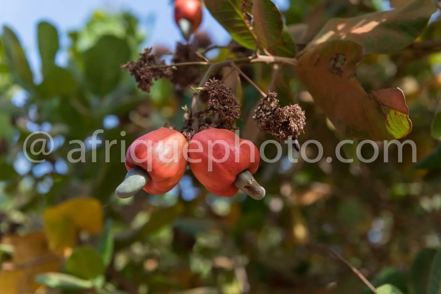 Africa photo — Deux fruits de casse rouge vif, encore attachés à leur pédoncule, entourés de feuilles vertes et de capsules sèches en forme d’étoile,