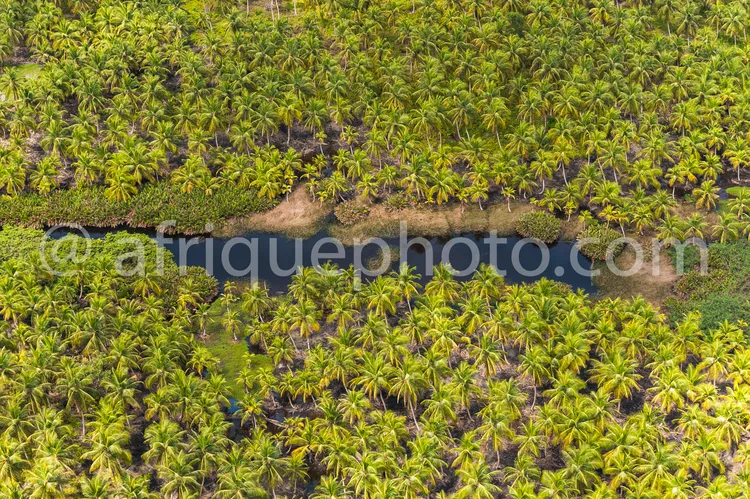 Africa photo — Image montrant une vue aérienne d'une plantation de palmiers denses entourant un petit étang d'eau calme, dans un environnement tropica