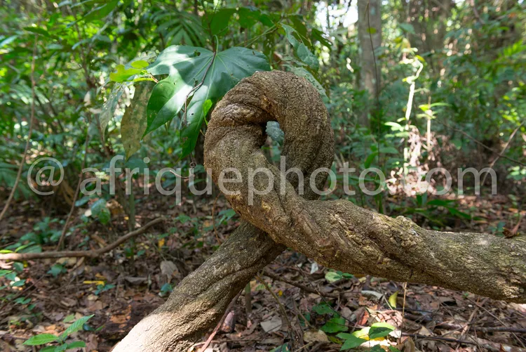 Africa photo — Une branche d'arbre enroulée autour d'une racine aérienne épaisse et noduleuse, typique des arbres des forêts tropicales humides, avec
