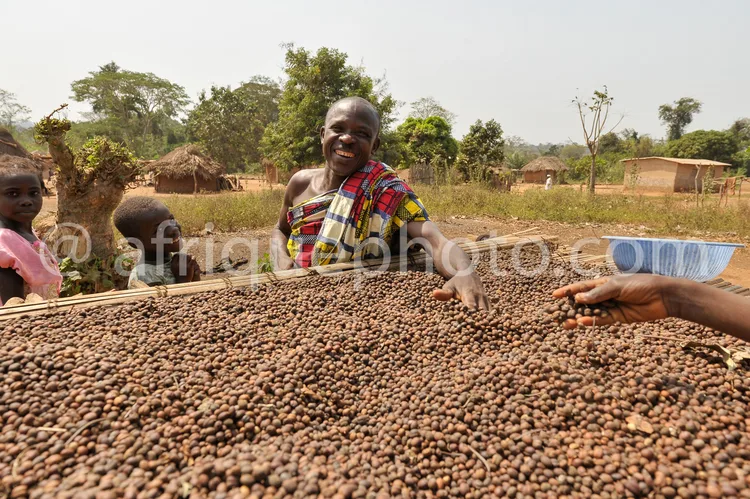 Africa photo — Une femme souriante, vêtue d’un tissu coloré, trie des grains de café secs à la main sur une grande surface plane, entourée d’enfants e