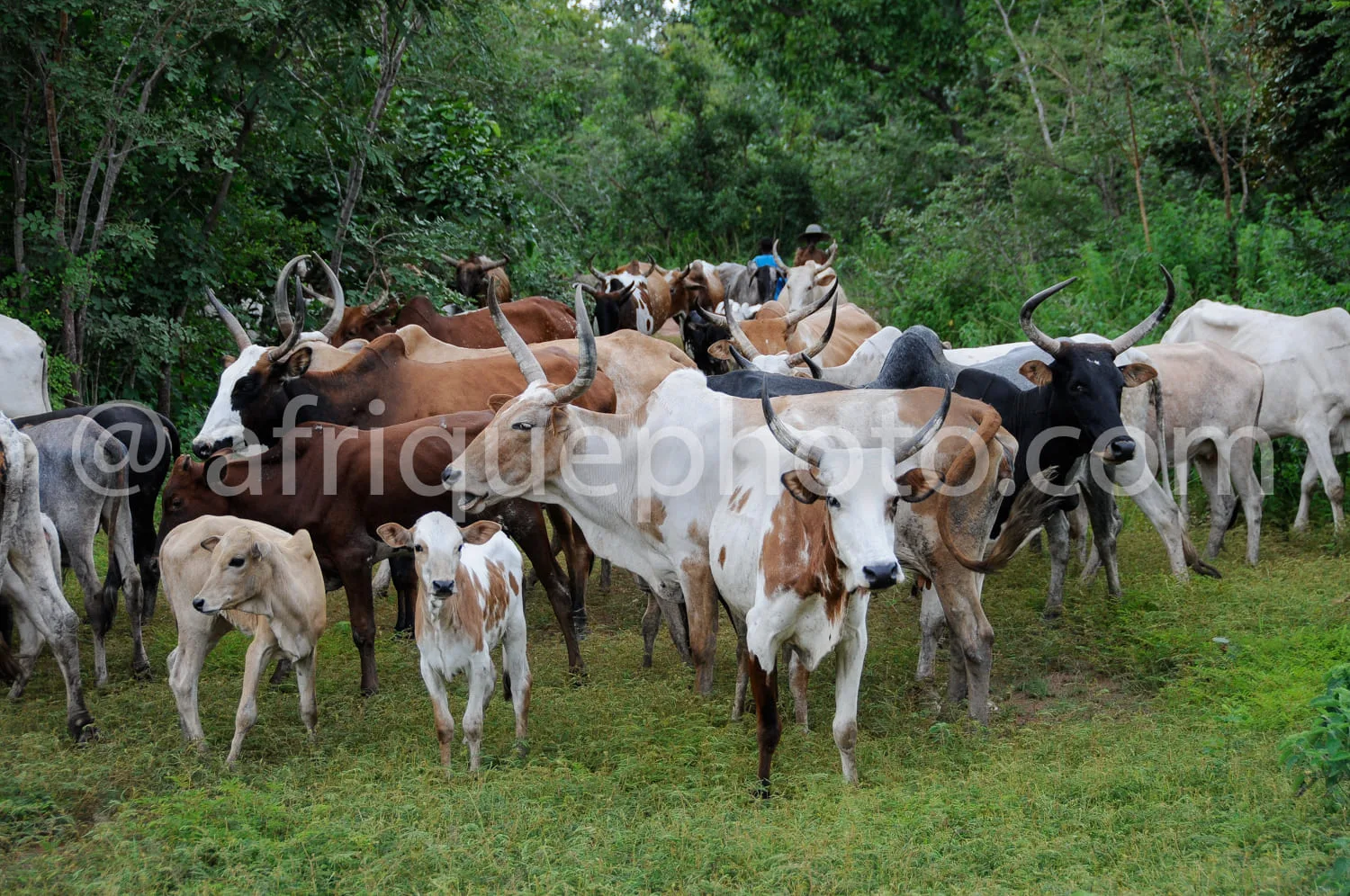 Africa photo — Un groupe de bovins de différentes couleurs, dont certains portent des colliers ou des marques, se trouvent dans un pâturage verdoyant