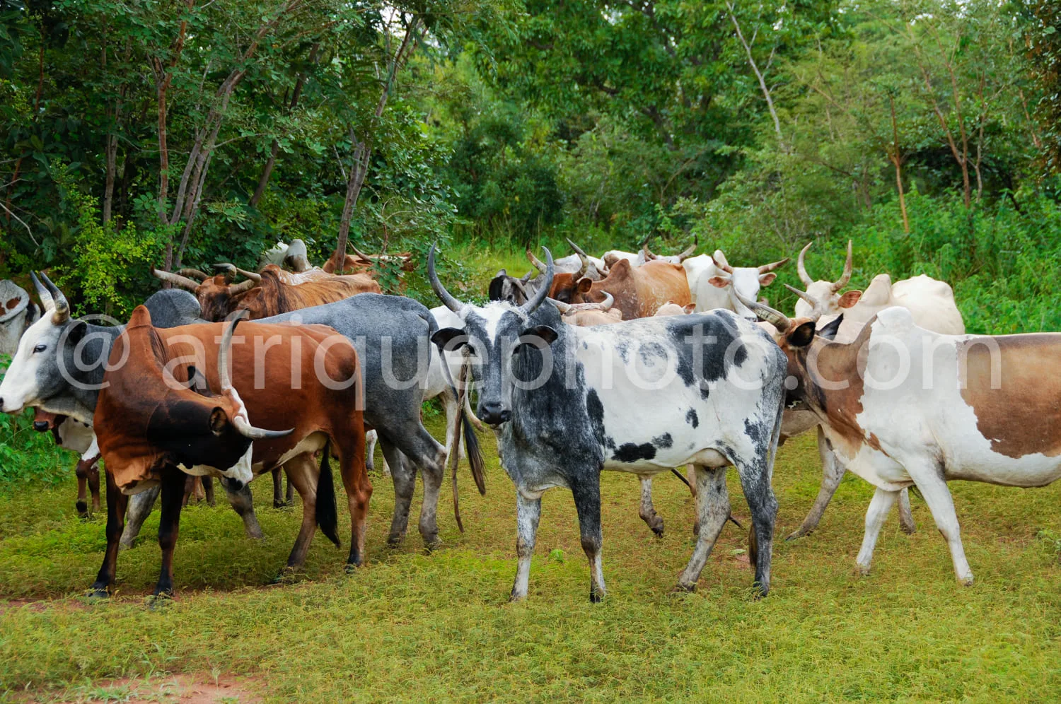 Africa photo — Un groupe de vaches de différentes couleurs, dont certaines ont des robes noires, blanches et brunes avec des taches, se trouvent dans