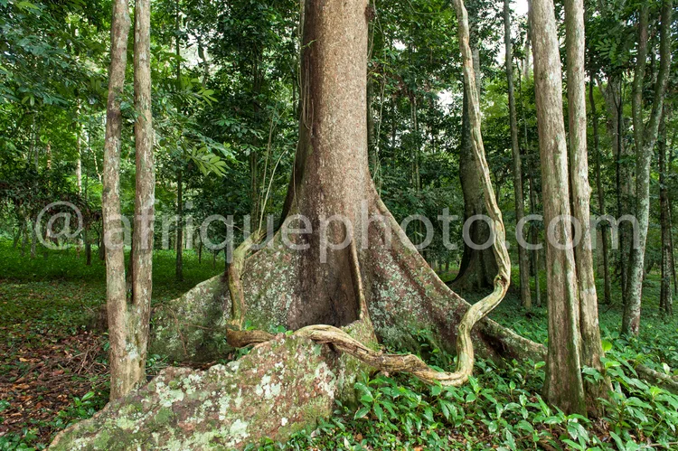Africa photo — Un imposant arbre en forêt tropicale dont les racines aériennes massives s’enroulent autour d’un rocher couvert de mousse, entouré de v