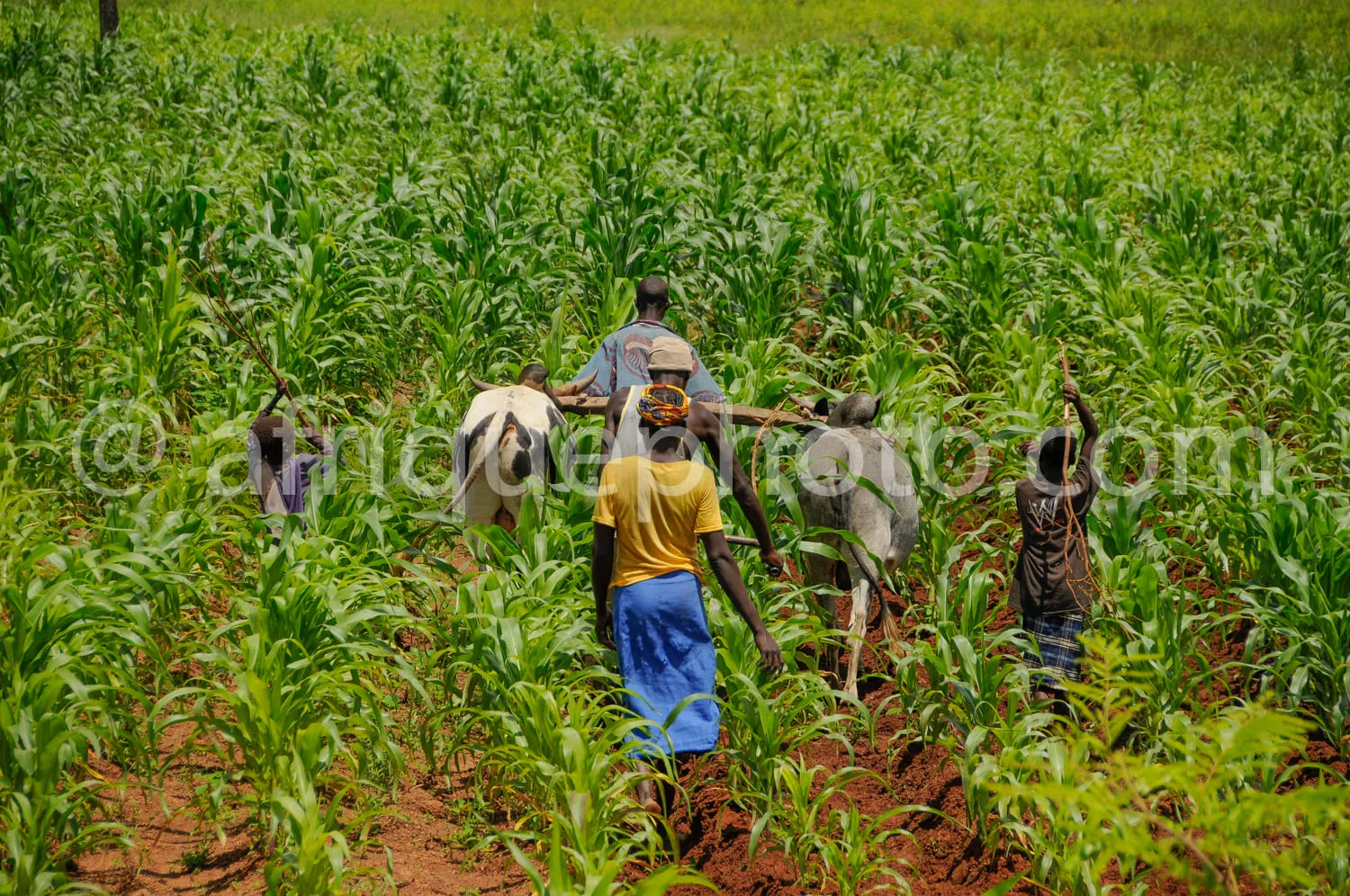 Africa photo — Quatre personnes guidant deux bœufs dans un champ luxuriant de jeunes plants de maïs, illustrant une technique agricole manuelle et tra