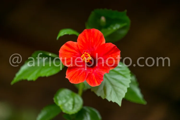 Africa photo — Une fleur d'hibiscus rouge vif aux pétales légèrement ondulés, entourée de feuilles vertes brillantes, photographiée en gros plan avec