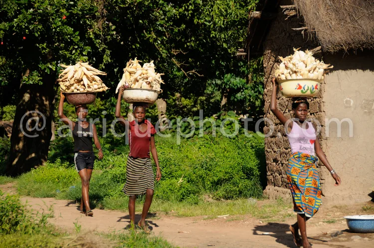 Africa photo — Image montrant trois femmes en mouvement sur un chemin terreux, chacune portant sur la tête un grand panier rempli de racines de manioc