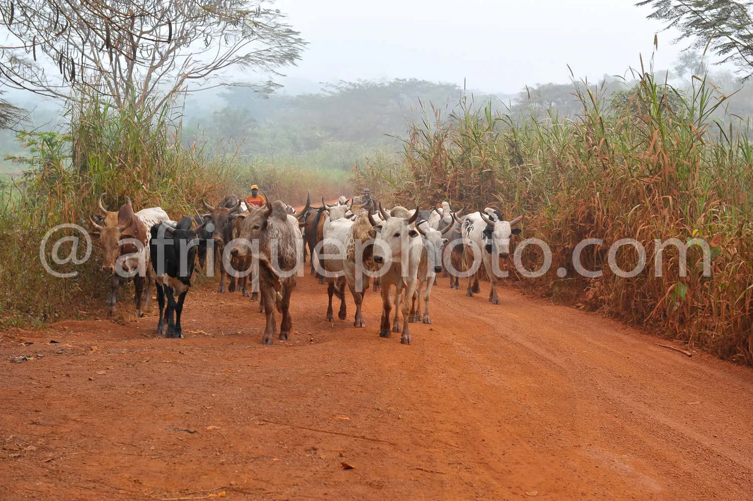Africa photo — Un troupeau de bovins de différentes couleurs, dont certains portent des clochettes, avancent en file indienne sur une piste en terre r