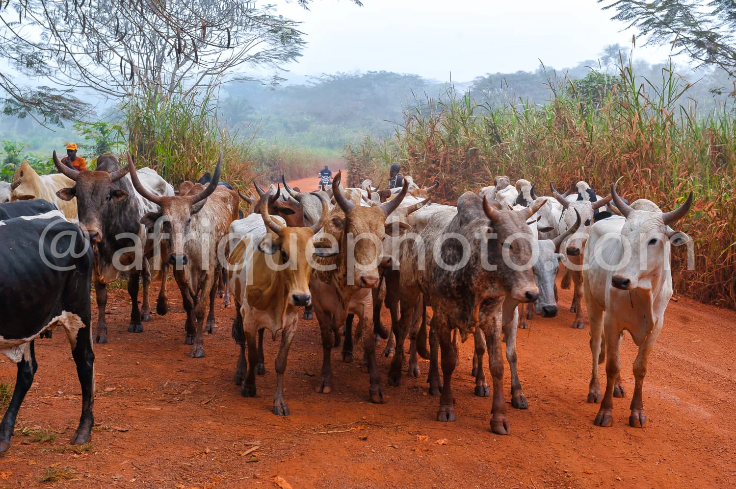 Africa photo — Un groupe de bovins de différentes couleurs, dont certains portent des clochettes, avancent en file indienne sur une piste en terre rou