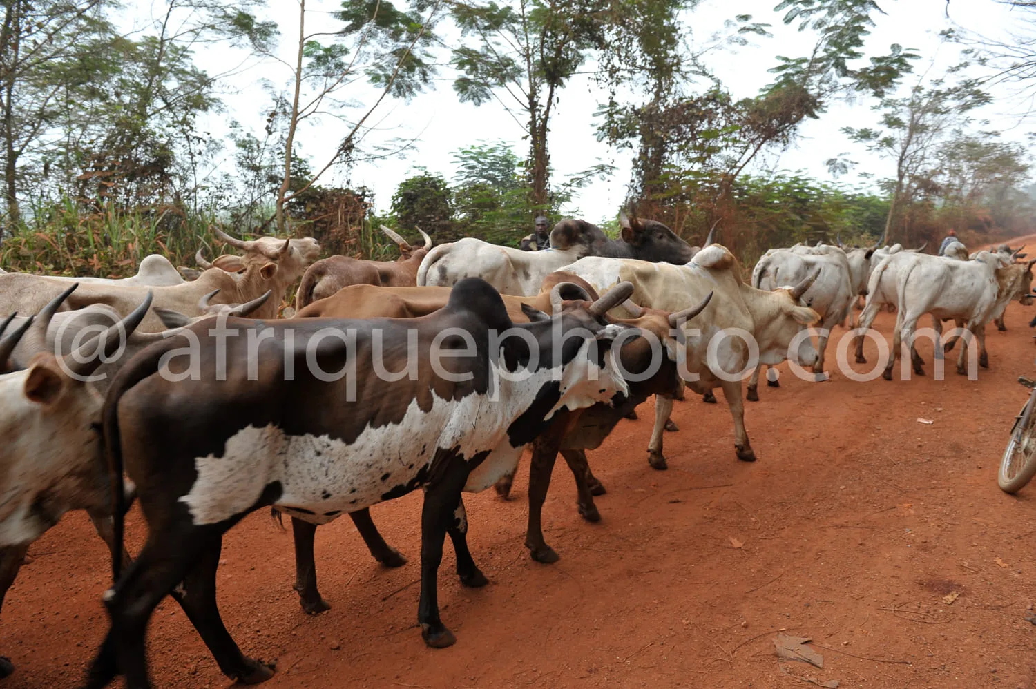 Africa photo — Un groupe de bovins de différentes couleurs, principalement blancs et bruns, se déplaçant en file indienne sur une route en terre battu