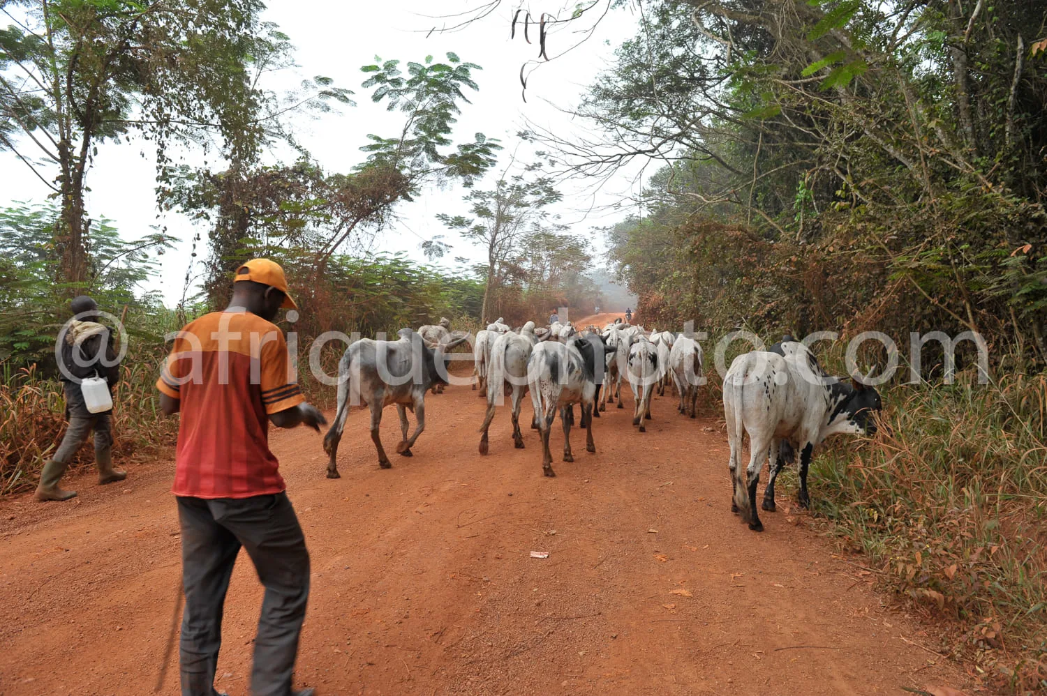 Africa photo — Un éleveur en tenue orange et casquette jaune guide un troupeau de bovins blancs et noirs sur un chemin de terre entouré de végétation