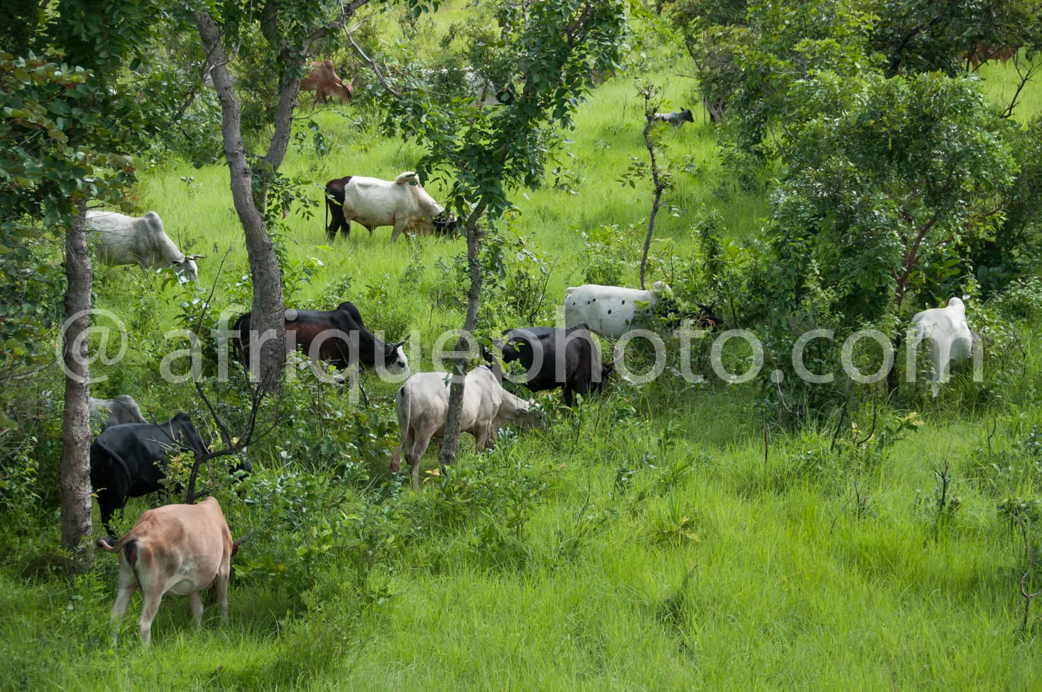 Africa photo — Un troupeau de chèvres de diverses couleurs, dont certaines sont blanches, noires ou brunes, se nourrissent paisiblement dans un pré ve