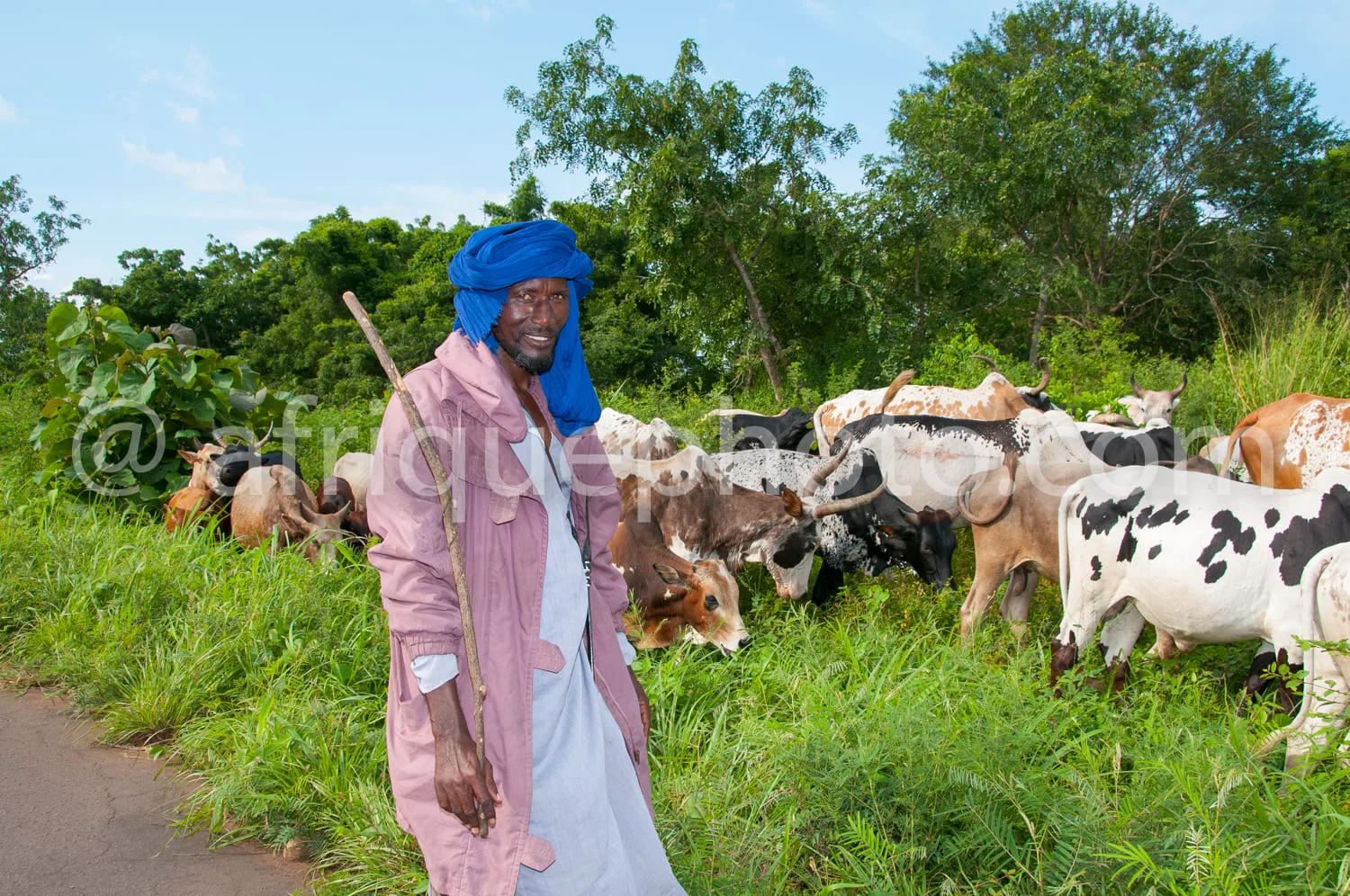 Africa photo — Un homme vêtu d’une longue robe rose et d’un turban bleu tient un bâton et marche devant un groupe de vaches de différentes couleurs, d