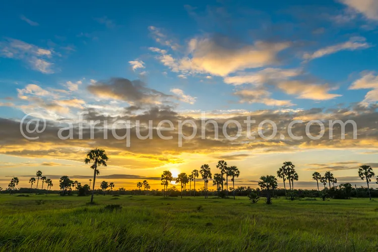 Africa photo — Une savane luxuriante au coucher du soleil, où des palmiers solitaires se dressent sous un ciel aux nuages dorés et bleutés, baignant l