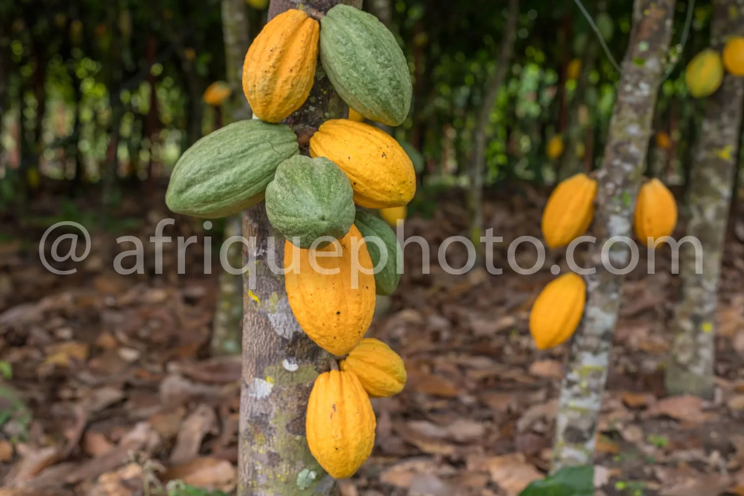 Africa photo — Un cacaoyer avec plusieurs cabosses de cacao encore vertes et d'autres déjà jaunes et mûres, accrochées directement au tronc, dans une